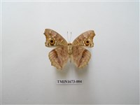 藏品(鱗紋眼蛺蝶)的圖片